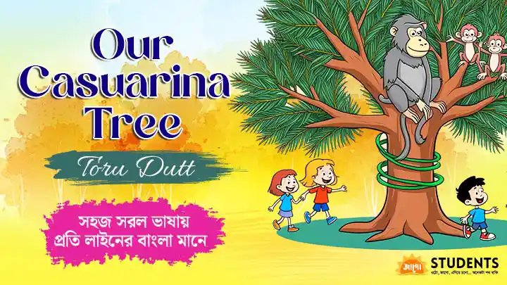 our casuarina tree bengali meaning