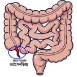 appendix